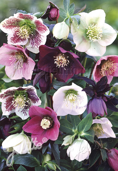 HELLEBORUS Orientalis, Čemerica východná hybrid mixture cca.10 semien